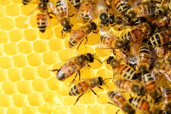 A photo of bees making honey and wax