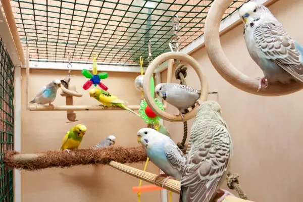 A photo of some pet birds in a cage