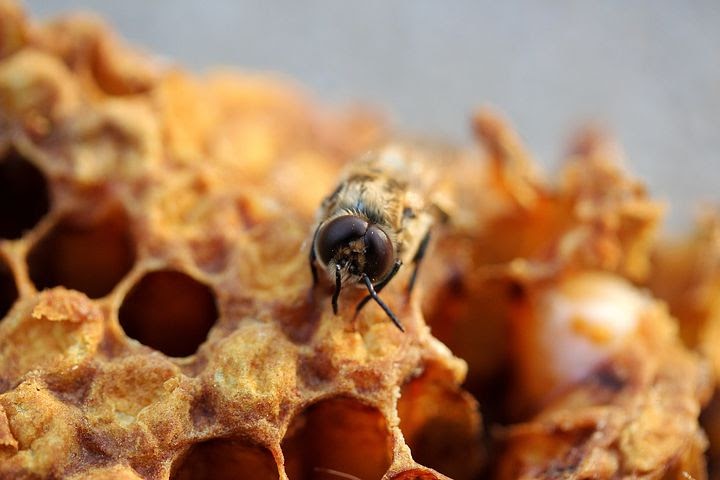 bee closeup