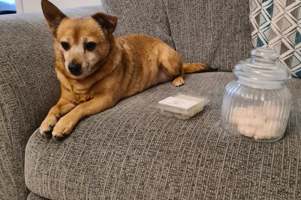 A photo of my pet dog sat next to my wax melts