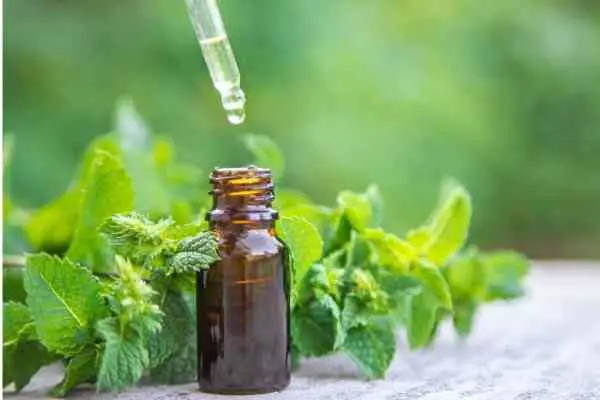 A bottle of peppermint essential oil next to mint leaves