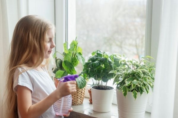 a photo of some house plants being sprayed with diluted essential oil