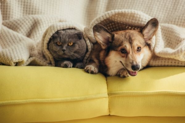 A photo of a cat and dog sat together